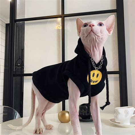 hairless cat in clothes|hairless cats wearing clothes.